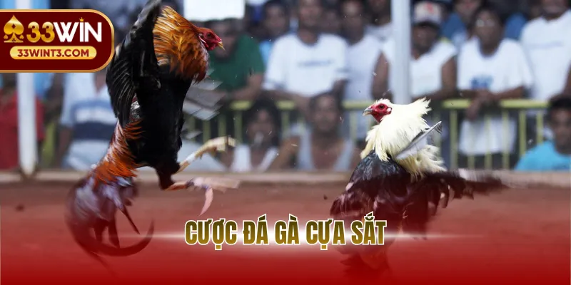 Cược Đá Gà Cựa Sắt - Chiến Thuật Chốt Kèo Đỉnh Cao 2026 1 avt